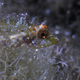 A triplefin with a red eye “spark” in its natural habitat. (Image: Nico K. Michiels, Uni Tübingen)